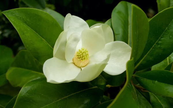 Magnolia blomma Royaltyfria Stockbilder
