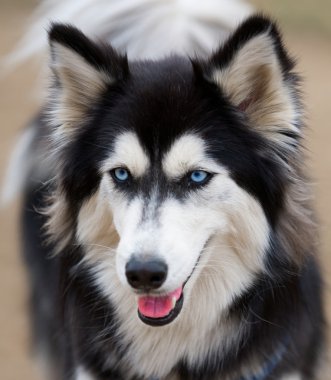 Siberian Husky Dog clipart