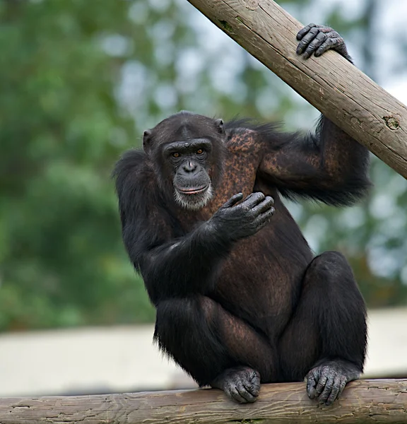 Χιμπατζής (τρωγλοδυτών) Εικόνα Αρχείου