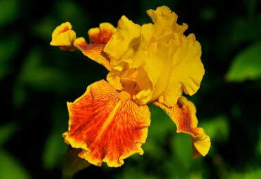 Yellow and orange Bearded Iris. clipart