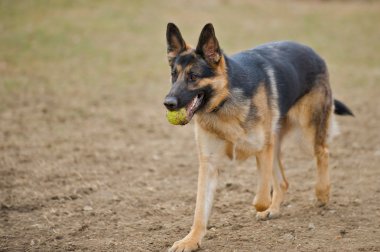 German Shepherd dog playing catch. clipart