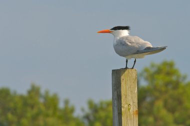 Royal Tern (Thalasseus maximus) clipart
