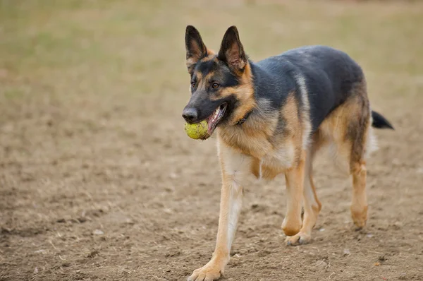 Alman çoban köpek oynamak.