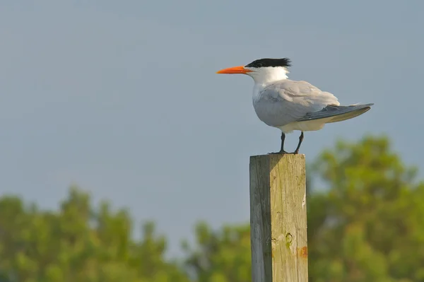 Tern real (Thalasseus maximus ) — Fotografia de Stock