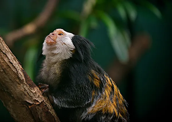 Kapucinus majom Stock Kép