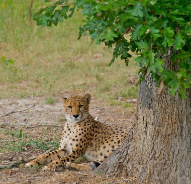 Cheetah laying in the shade of a tree. clipart