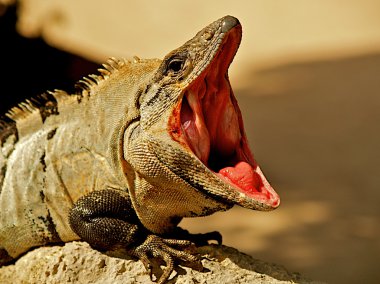 Open mouthed iguana. clipart