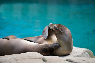 Seal with flipper over mouth. clipart