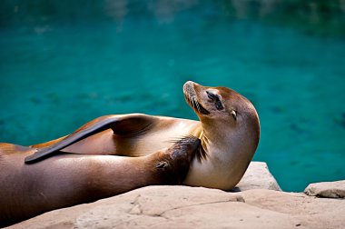 Cuddling seals. clipart