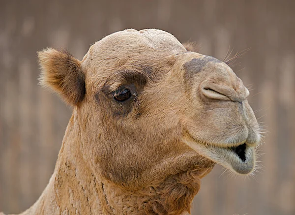 Κλείστε το πρόσωπό του μια καμήλα. — Φωτογραφία Αρχείου