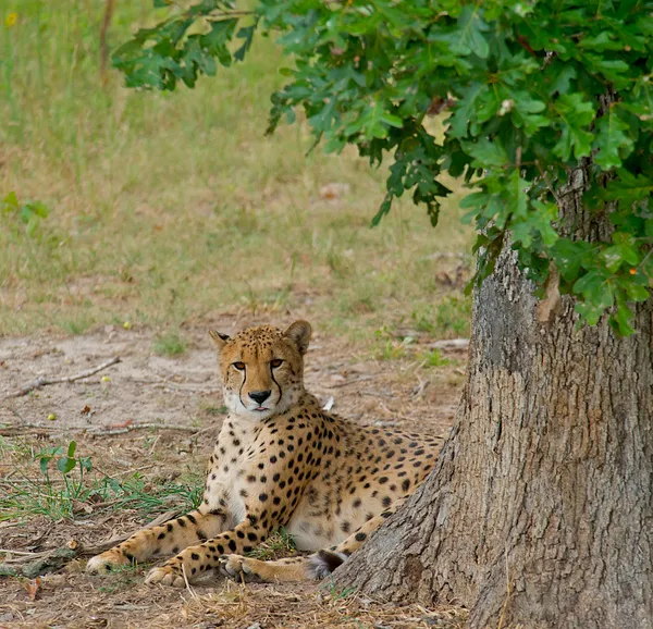 Cheetah deitado à sombra de uma árvore . — Fotografia de Stock