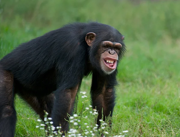 Vuxen schimpans - (Pan troglodytes) — Stockfoto