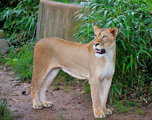 Dişi aslan (Panthera leo) Growling — Stok fotoğraf