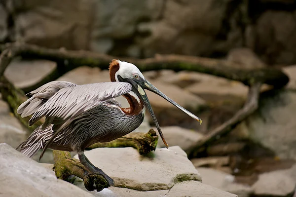 Pelikan mit weit geöffnetem Schnabel. — Stockfoto