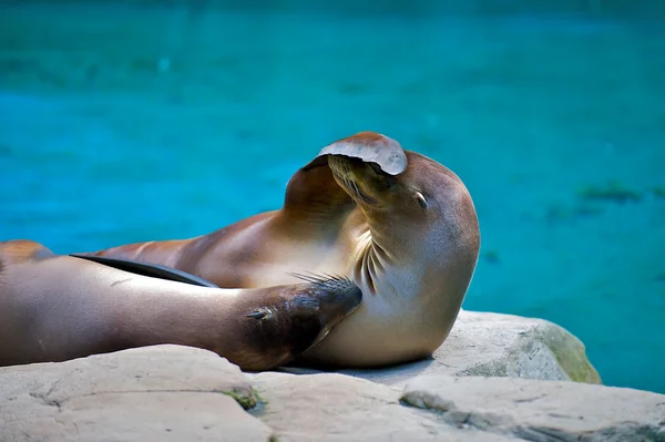 stock image Shy Seal