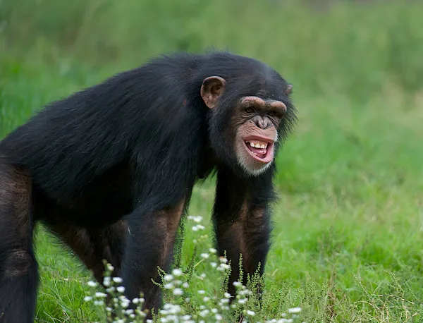 Felnőtt csimpánz - (Pan troglodytes) Stock Fotó
