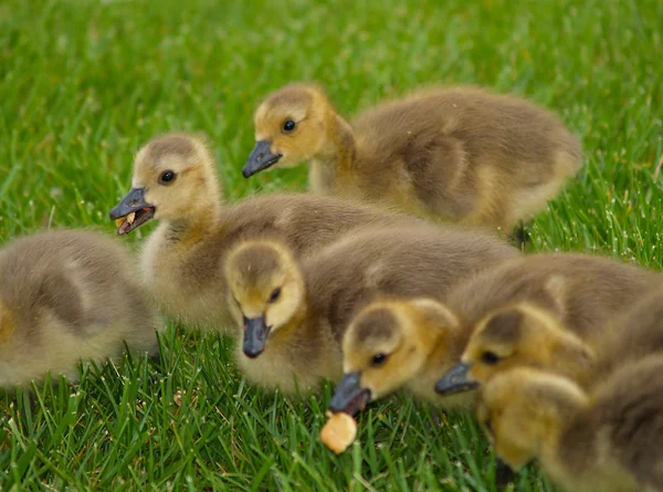 Hungry Baby Geese — Stock Photo, Image