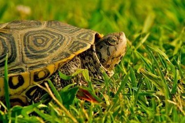 Turtle peeking out of his shell clipart