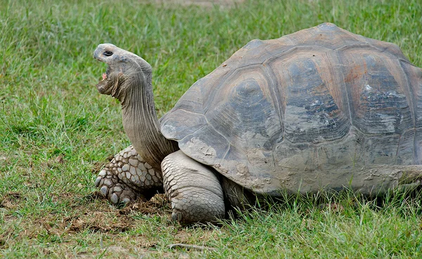 Giant Galapagos Turtle — Stock Photo, Image