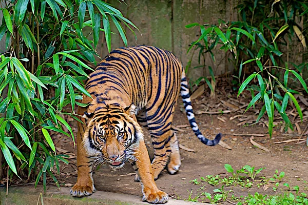 Tigre accroupi — Photo