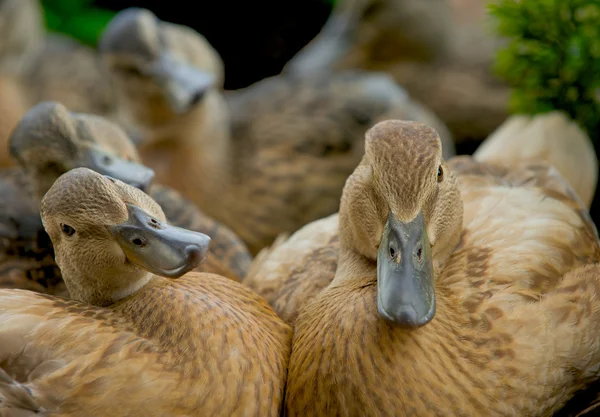 Patos salvajes con expresiones curiosas . — Foto de Stock