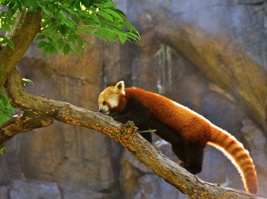 Red Panda (Allurus fulgens) clipart