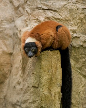 Red Ruffed Lemur. clipart