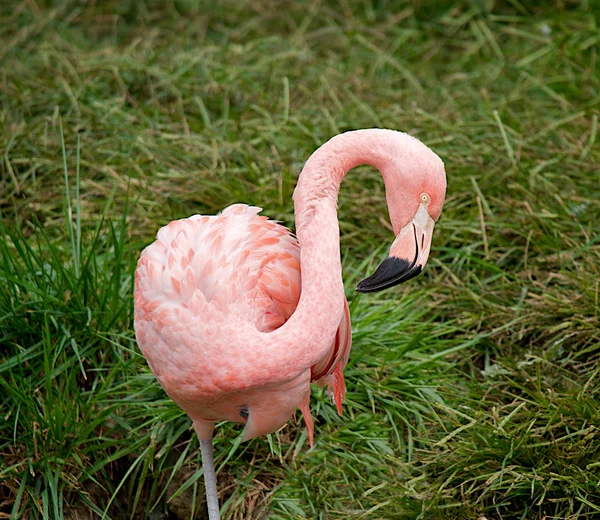 Pink flamingo (Phoenicopterus chilensis). — Zdjęcie stockowe