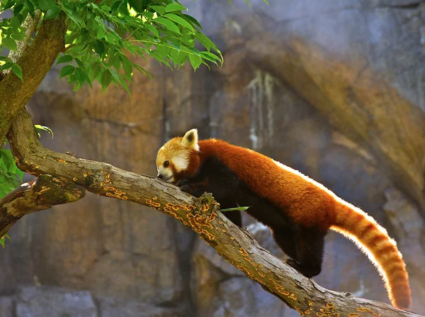 Κόκκινο Panda (Allurus fulgens) — Φωτογραφία Αρχείου