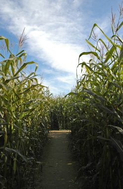 Pathway through the corn maze clipart