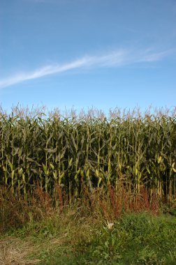 Cornfield clipart