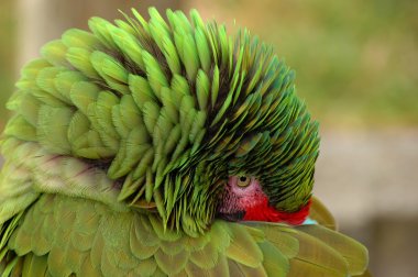 büyük yeşil Amerika papağanı gagasını saklıyor