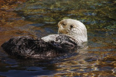 Sea otter clipart