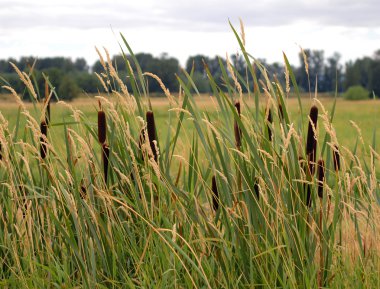Cattails and reed canary grass clipart
