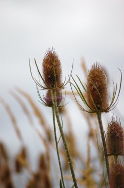 Wild teasel clipart