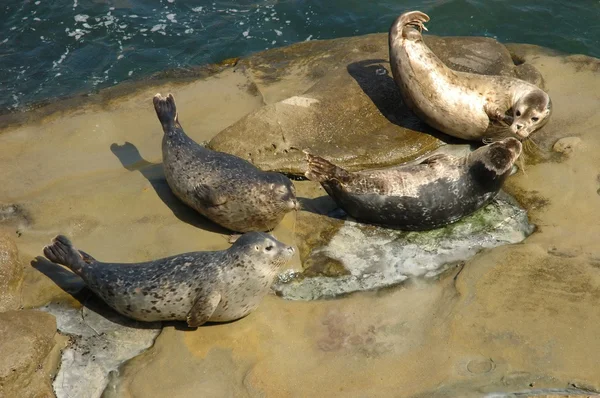 Harbor seals hailed out on the rock — Stock Photo, Image
