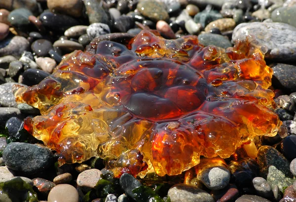 琥珀色的彩色的水母 — 图库照片