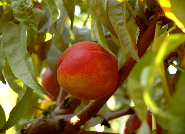 stock image Ripe nectarine on a tree