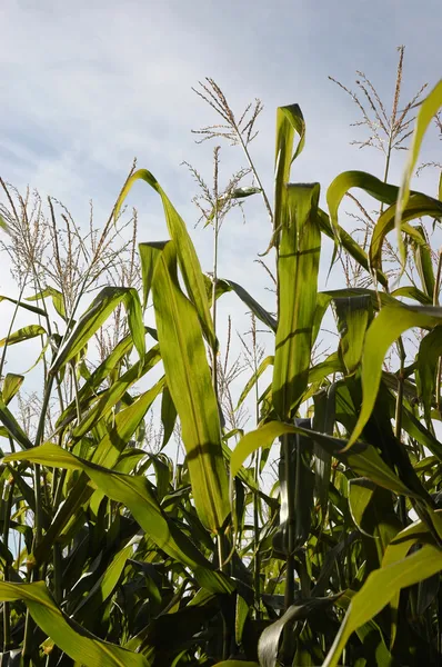 玉米秸秆与流苏上衣 — 图库照片