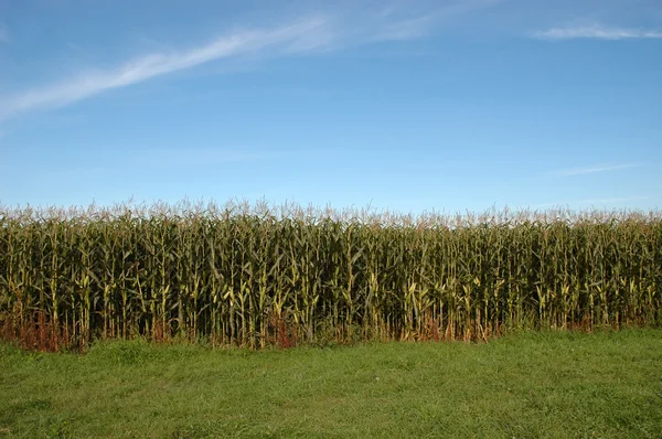 Poza polem kukurydzy — Zdjęcie stockowe