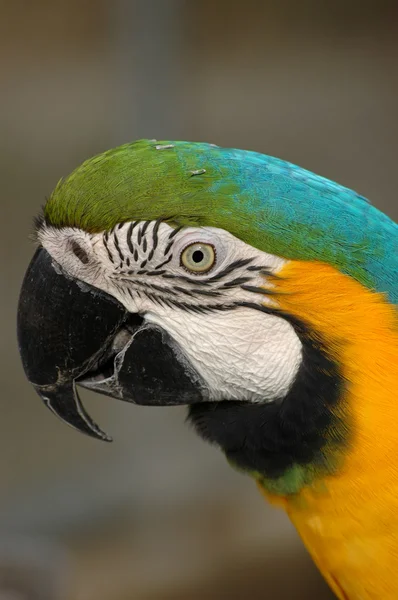 Blue-and-gold macaw's head — Stock Photo, Image