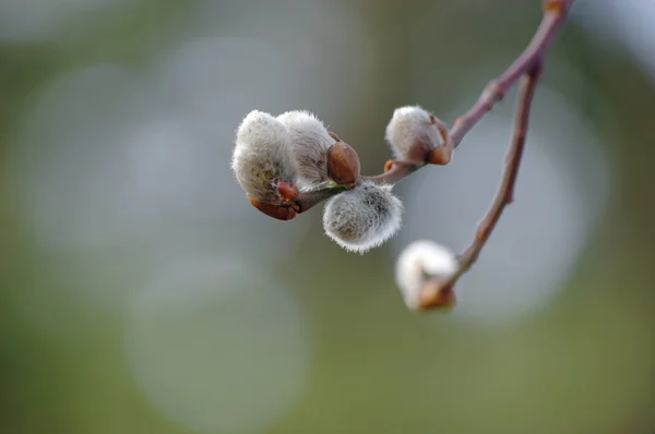 Pussy willow branch with catkins — Stock Photo, Image