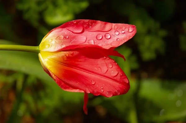 stock image Tulip after rain