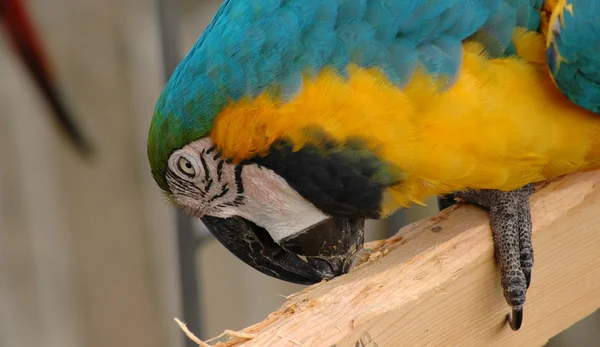Blue-and-gold macaw pecking wooden plank — Stock Photo, Image