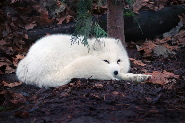 Arctic fox — Stock Photo, Image
