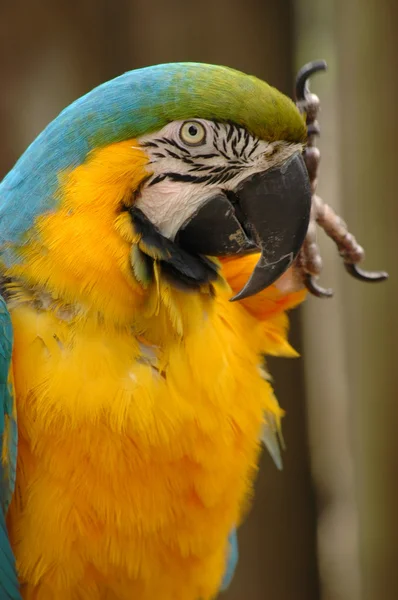 Blue-and-gold macaw head and upper body — Stock Photo, Image
