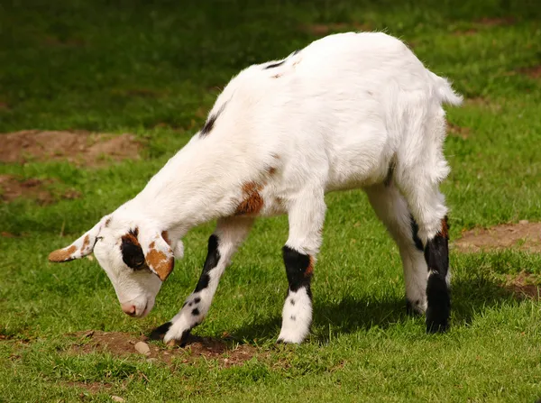 Grazende witte dwerg geit — Stockfoto