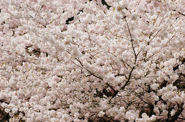 stock image Blooming cherry