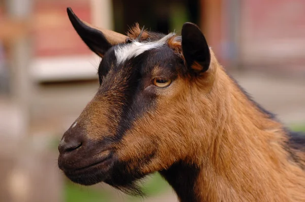 Domestic goat — Stock Photo, Image