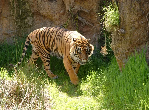 stock image Sumatran tiger